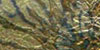 Variegated Blue Leaf Roll - 1/2 x 32